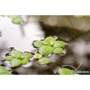 Frogbits Floating Aquatic Plant